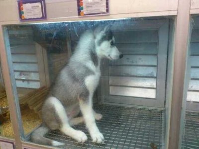 Prohíben la comercialización de perros y gatos en&nbsp;Naucalpan